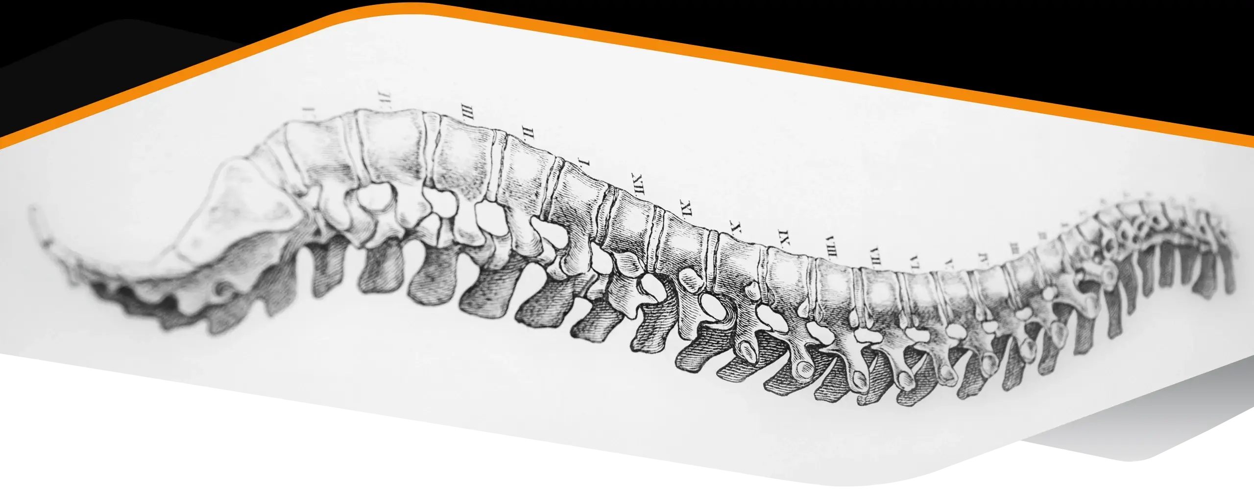 Chiropractic Orlando FL Spine Drawing HP copy Grey drawing of a spine.